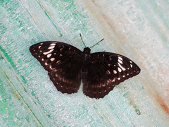 Lexias aeetes