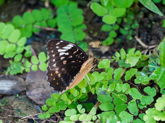 Lexias aeetes