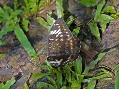 Lexias aeetes