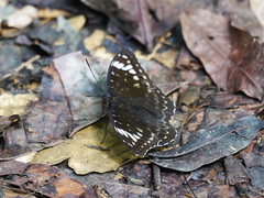 Lexias aeetes