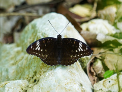 Lexias aeetes