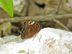 Lexias aeetes