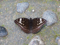 Lexias aeetes