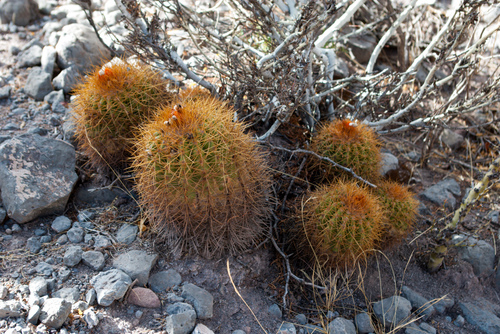 Parodia ritteri