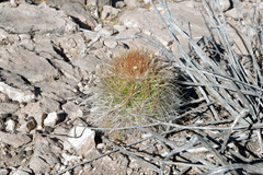 Parodia ritteri