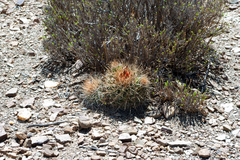 Parodia ritteri