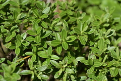 Veronica evenosa, photograph (c) Christopher Stephens, some rights reserved (CC BY-SA)