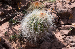 Parodia ritteri
