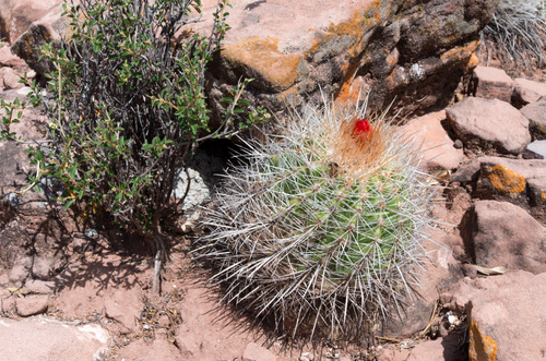 Parodia ritteri