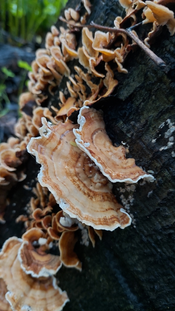 Trametes ochracea · December 2025 · photo: © emarchante (iNaturalist, cc-by)
