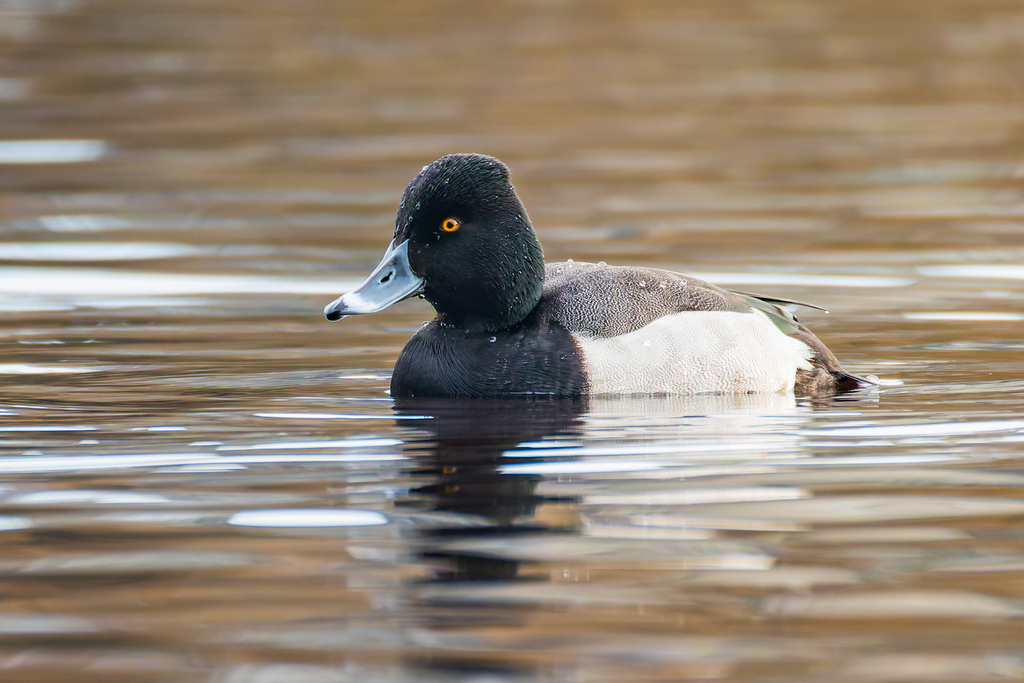 Lesser Scaup × Ring-necked Duck