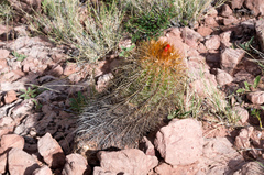 Parodia ritteri