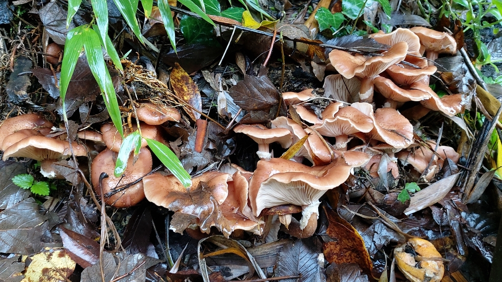 Armillaria mellea · December 2025 · photo: © emarchante (iNaturalist, cc-by)