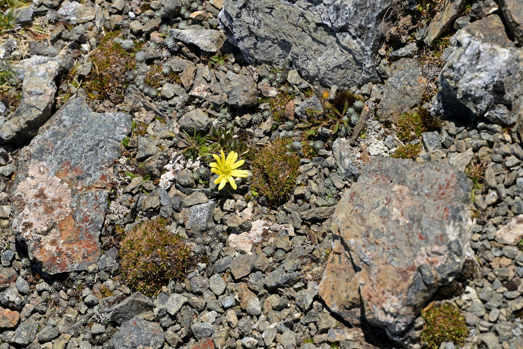 Ranunculus verticillatus; photograph Christopher Stephens, CC BY-SA, iNaturalist via GBIF