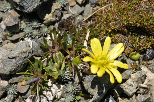 Ranunculus verticillatus, photograph 1