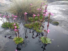 Craterostigma wilmsii