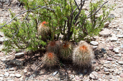 Parodia ritteri