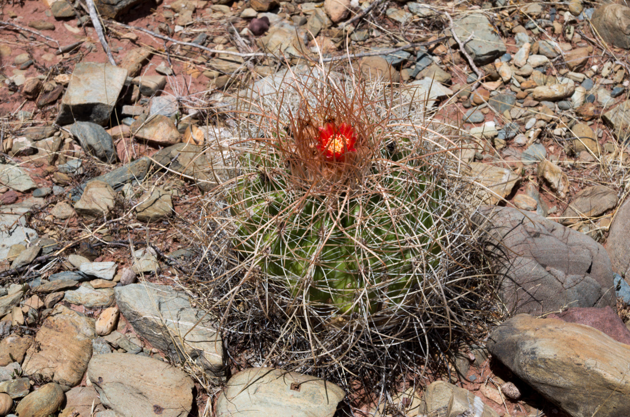 Parodia ritteri