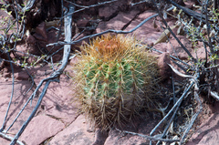 Parodia ritteri