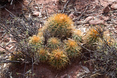Parodia ritteri