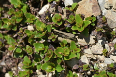 Christopher Stephens, CC BY-SA, iNaturalist via GBIF Veronica lanceolata, photograph Christopher Stephens, CC BY-SA, iNaturalist via GBIF