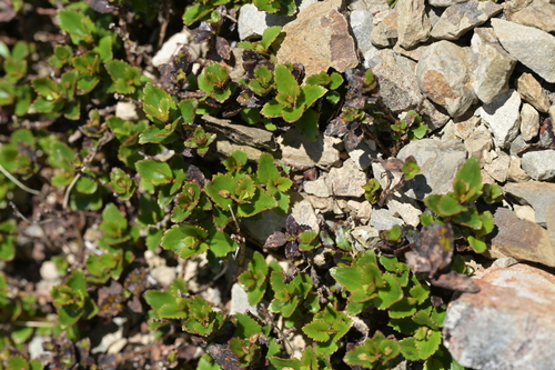 Veronica lanceolata, photograph 4