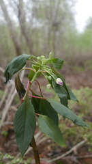 Impatiens tuberosa