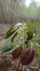 Impatiens tuberosa