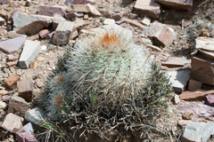 Parodia ritteri