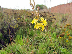 Bulbine filifolia