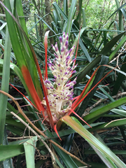 Bromelia antiacantha