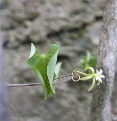 Adenia olaboensis image