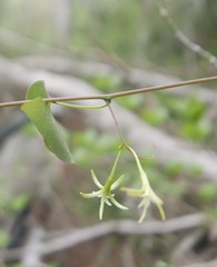 Adenia olaboensis image