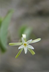 Adenia olaboensis image