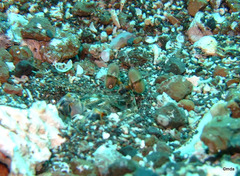 Lysiosquillina maculata