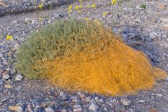 Cuscuta denticulata