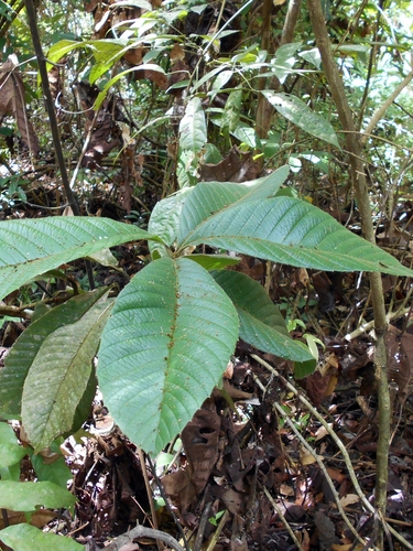 Tetracera macrophylla observed 2016-07-31