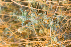 Cuscuta denticulata