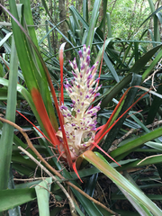 Bromelia antiacantha