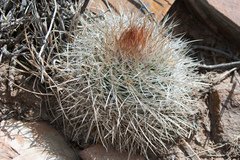 Parodia ritteri
