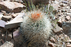 Parodia ritteri