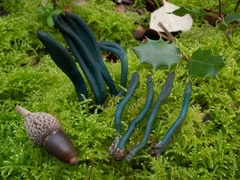 Microglossum clavatum