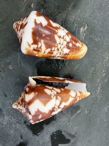 Conus amadis observed 2025-12-16