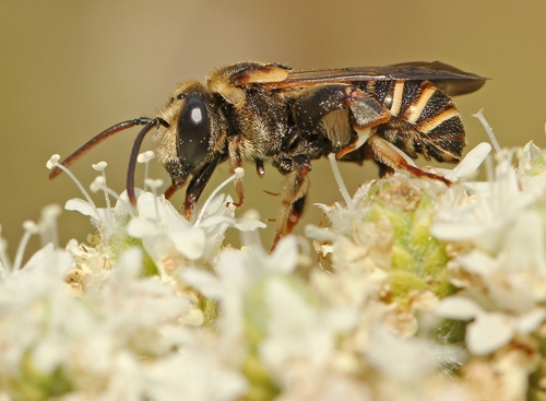 Pseudapis equestris