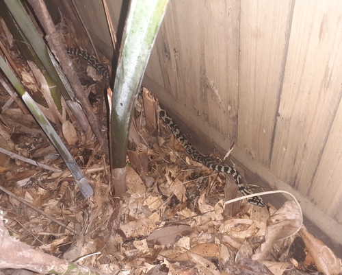 Jungle Carpet Python sighting