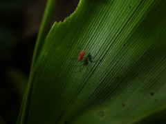 Anaxibia pictithorax