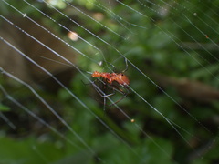 Argyrodes flavescens