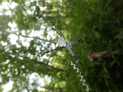 Argiope modesta