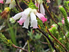 Erica pectinifolia