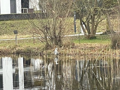 Graureiher